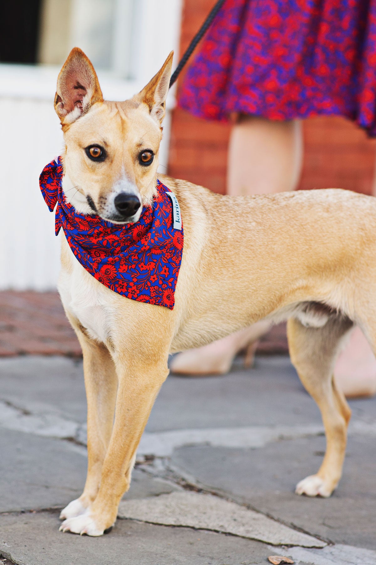 Pet Bandana - Florabundance