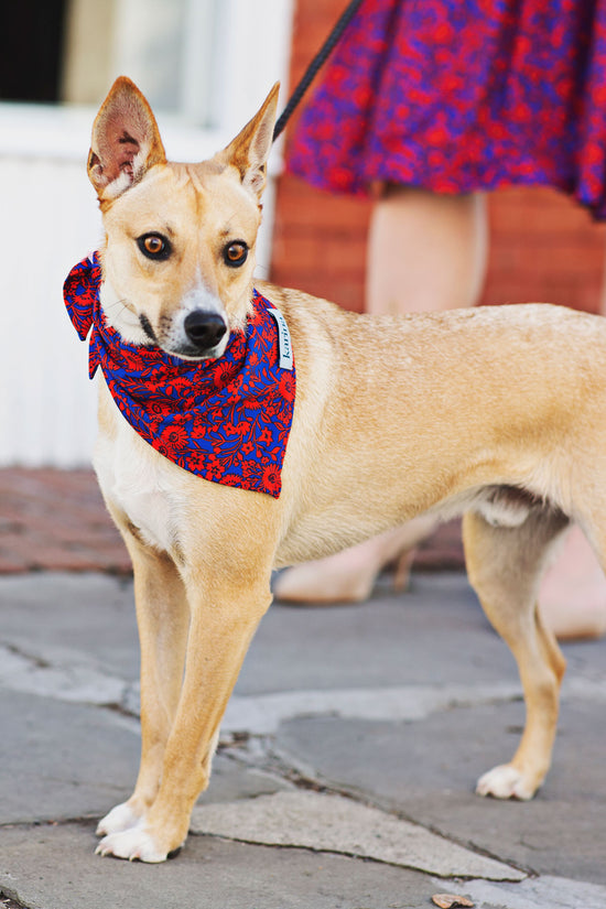 Pet Bandana - Florabundance