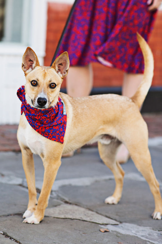 Pet Bandana - Florabundance