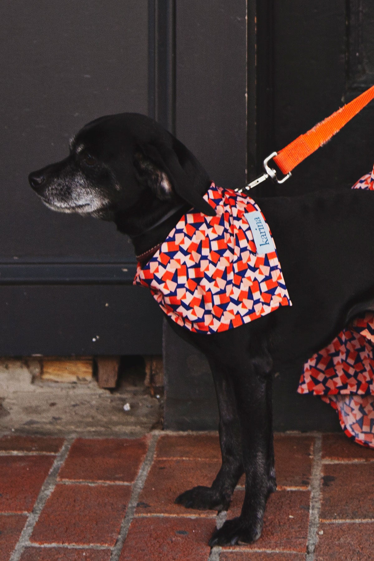 Load image into Gallery viewer, Pet Bandana - Block Party
